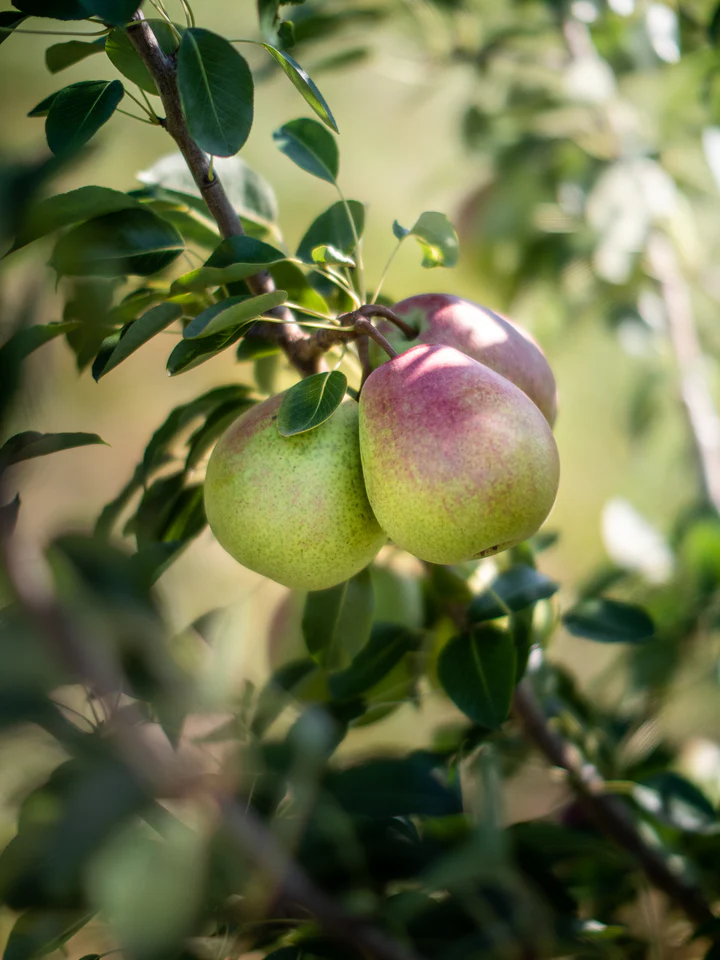 Verger La Bonté de la Pomme